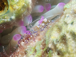 051 Spotted Cleaner Shrimp IMG_7624