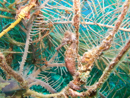 052 Longsnout Seahorse IMG_7627