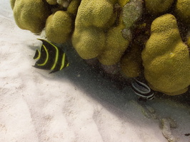 002 Juvenile French Angelfish and Juvenile Spotted Drumfish IMG_7630