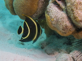 003 Juvenile French Angelfish IMG_7631