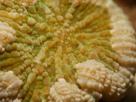 005 Artichoke Coral with Macro IMG_7640
