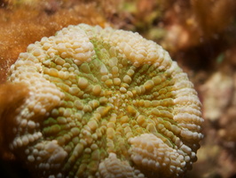 006 Artichoke Coral with Macro IMG_7642