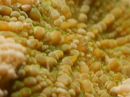 007 Artichoke Coral with Macro IMG_7646