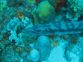 008 Baracuda IMG_7647