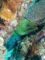 009 Green Moray IMG_7651