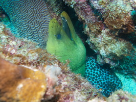 010 Green Moray IMG_7652