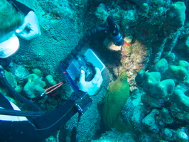 011 Peachy shoots a Green Moray IMG_7653