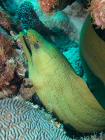 012 Green Moray IMG_7655