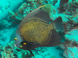 013 French Angelfish IMG_7656