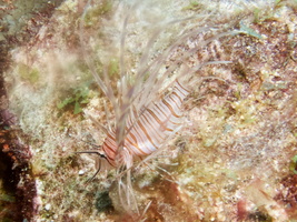 021 Juvenile Lionfish IMG_7668