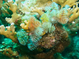 023 Christmas Tree Worms IMG_7674