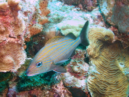 027 Bluestriped Grunt IMG_7685