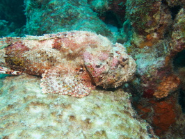 029 Scorpionfish IMG_7688