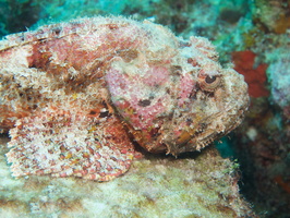 030 Scorpionfish IMG_7689