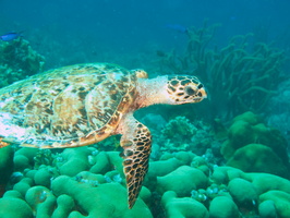 031 Hawksbill Sea Turtle IMG_7690