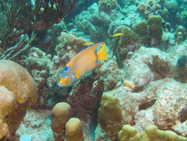 033 Queen Angelfish IMG_7693