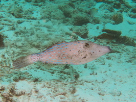 035 Scrawled Filefish IMG_7699