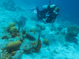 036 Peachy and Porcupinefish IMG_7710