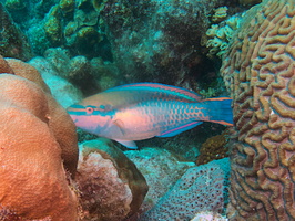 038 Princess Parrotfish sucking on coral - really IMG_7713