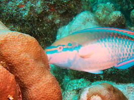 039 Princess Parrotfish sucking on coral - really IMG_7714