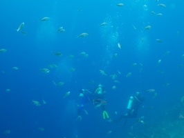 040 Brown Chromis were everywhere IMG_7720