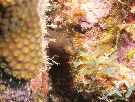 042 Goldentail Moray IMG_7724