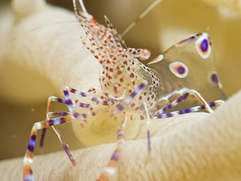 043 Spotted Cleaner Shrimp with Macro IMG_7725