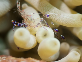 044 Spotted Cleaner Shrimp with Macro IMG_7727