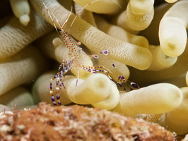 045 Spotted Cleaner Shrimp with Macro IMG_7729