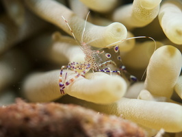 046 Spotted Cleaner Shrimp with Macro IMG_7730