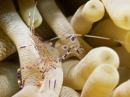 048 Spotted Cleaner Shrimp with Macro IMG_7734