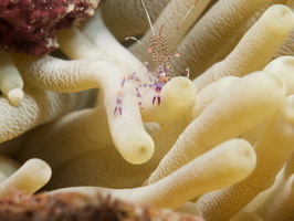049 Spotted Cleaner Shrimp with Macro IMG_7737