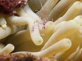 049 Spotted Cleaner Shrimp with Macro IMG_7737