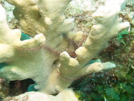 050 Brittle Sea Star on Fire Coral IMG_7740