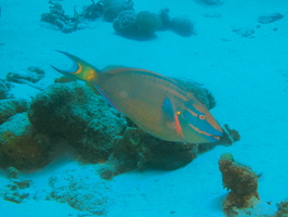 051 Stoplight Parrotfish Terminal Phase IMG_7742