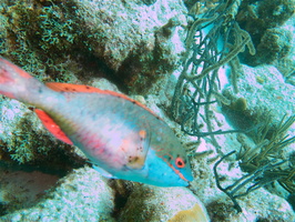 052 Redband Parrotfish Initial Phase IMG_7743
