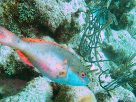 052 Redband Parrotfish Initial Phase IMG_7743
