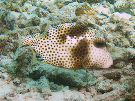 054 Smooth Trunkfish IMG_7747