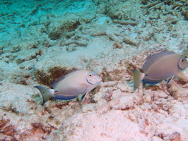 056 Doctorfish IMG_7749