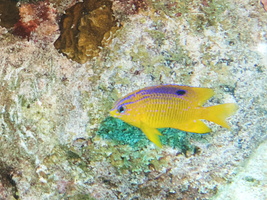 057 Longfin Damselfish Juvenile IMG_7750