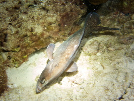 063 Greater Soapfish IMG_7761