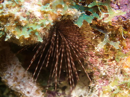 064 Spiny Urchin IMG_7762