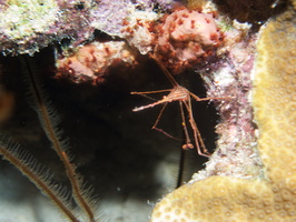 065 Yellowline Arrow Crab IMG_7764