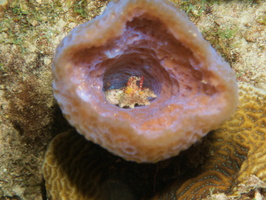 068 Speck-Claw Decorator Crab in Azure Vase Sponge IMG_7771