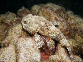 072 Scorpionfish IMG_7778