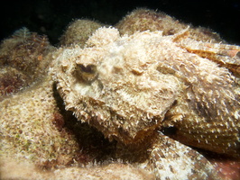 073 Scorpionfish IMG_7779