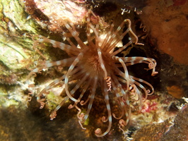 074 Banded Tube-Swelling Anemone IMG_7780