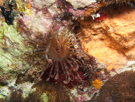 075 Banded Tube-Swelling Anemone IMG_7781