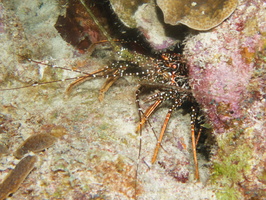 076 Spotted Spiny Lobster IMG_7782