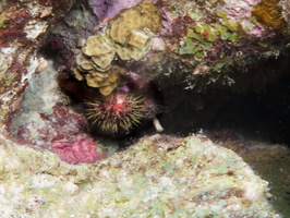 078 Rock-Boring Urchin IMG_7786